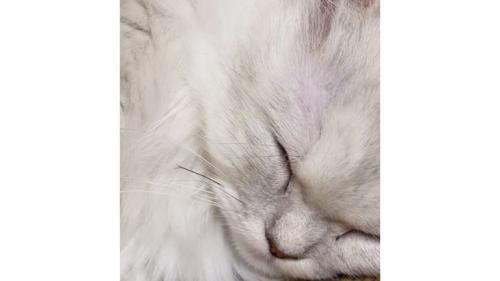 猫の顔