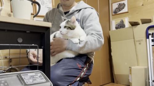 膝の上でくつろぐ猫の写真2