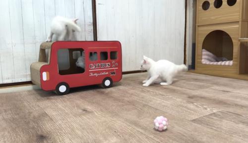 仲良く遊ぶ3匹の子猫