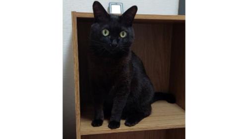 室内にいる猫