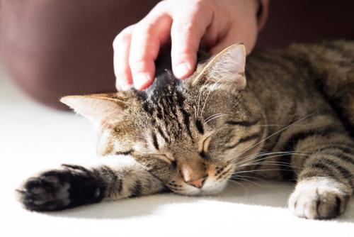 リラックスする飼い猫