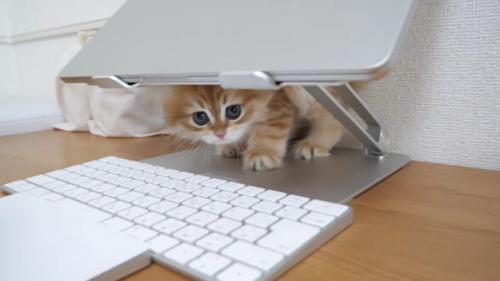 ノートPCとキーボードの間からのぞく子猫