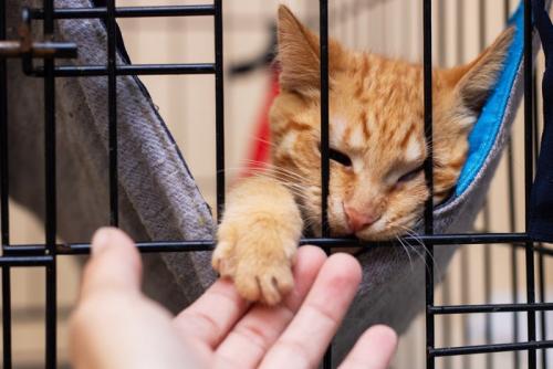 ケージの中から人の手に触れる猫