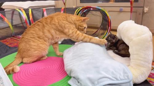 クッションにいる猫に前足を伸ばす猫