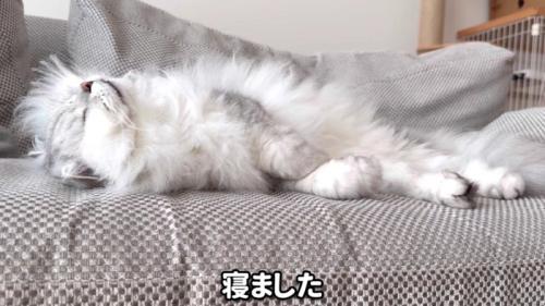 仰向けに寝るモルンさん