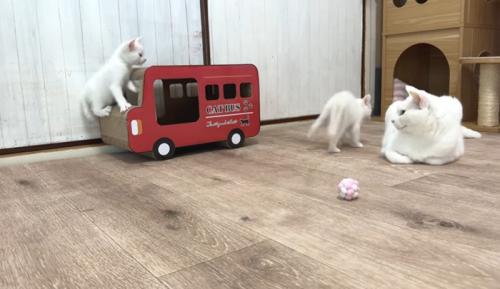 成猫にぶつかる子猫