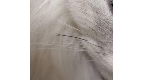 猫のヒゲ