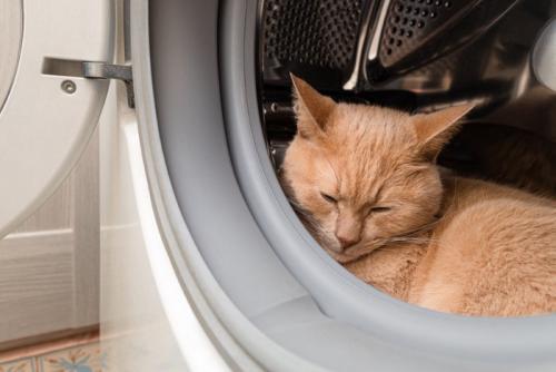 洗濯機の中で寝る猫