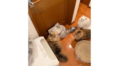 室内にいる猫