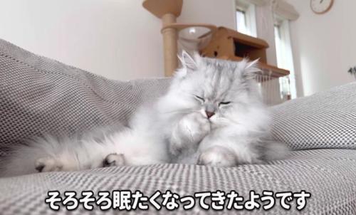 前足をなめるモルンさん