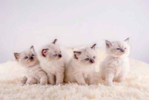 4匹の子猫