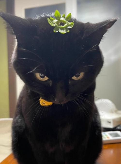 上目使いの猫