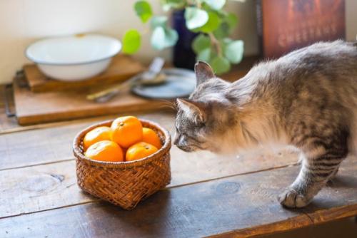 みかんを嗅ぐ猫