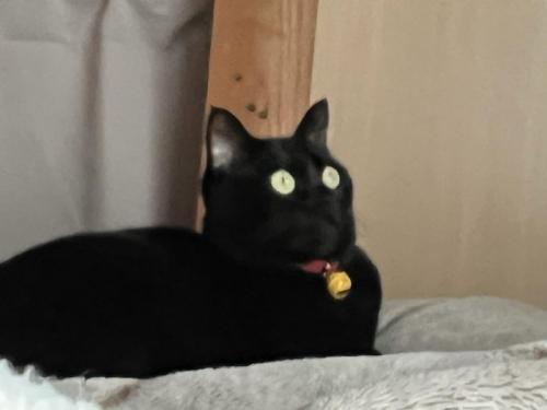 見上げる猫