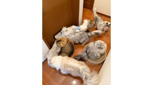 室内にいる猫