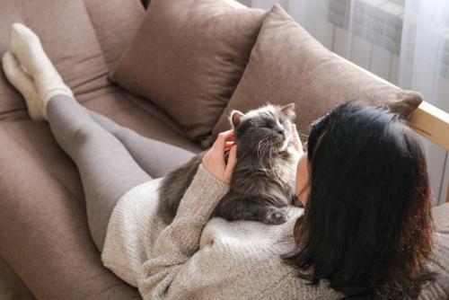 撫でられる猫