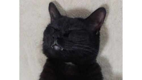 寝ている猫