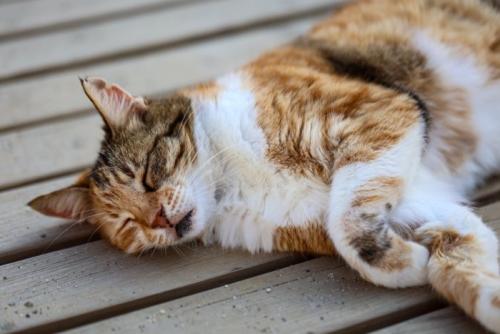 ウッドデッキで寝る猫