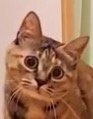 黒目が広がった猫の顔