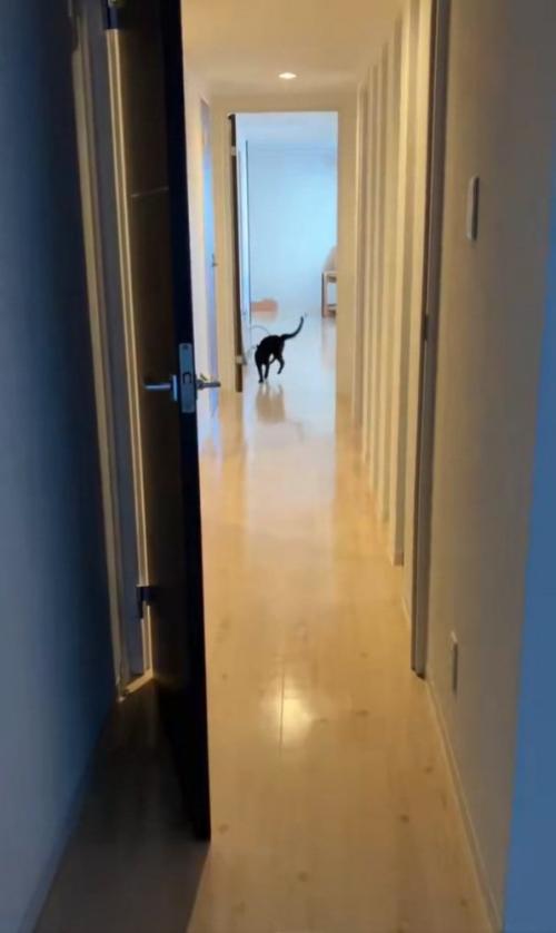 走る猫