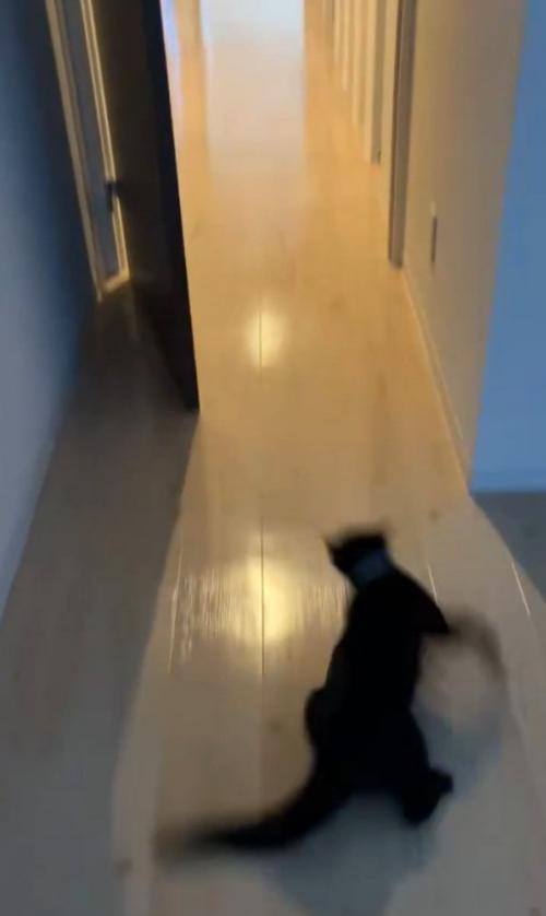 Uターンする猫