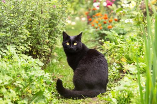 草陰にいる黒猫
