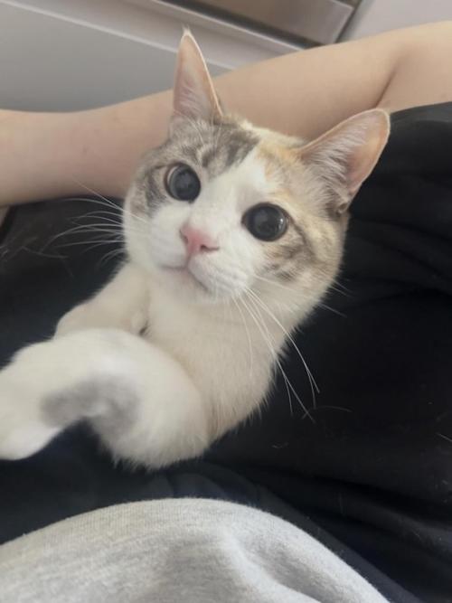 人にくっつく猫