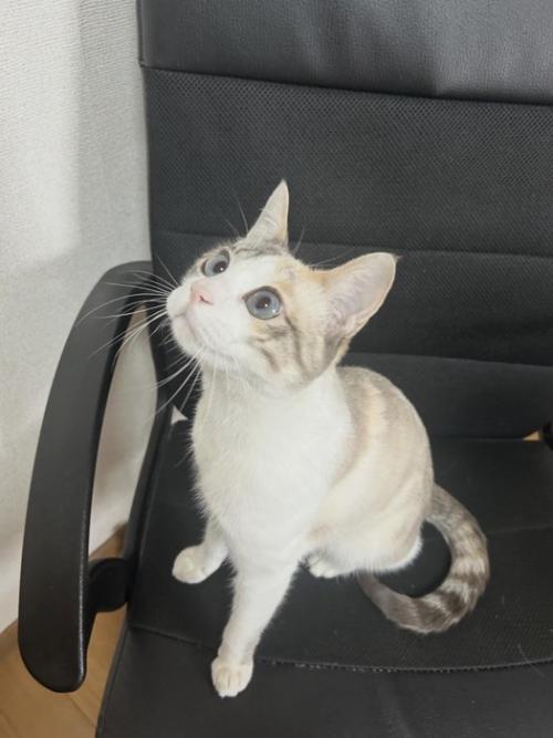 見上げる猫