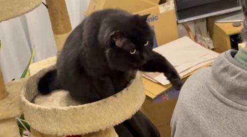 左手を持ち上げる猫