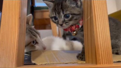 座る子猫