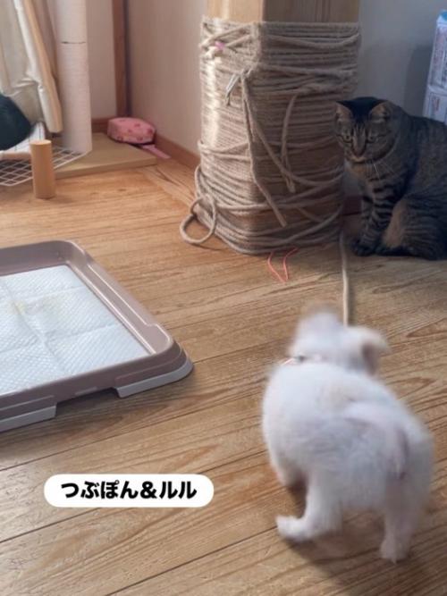 子犬を見る猫