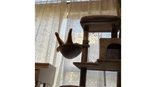 寝ている猫