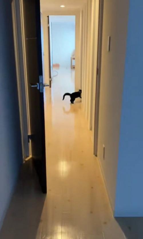 曲がる猫