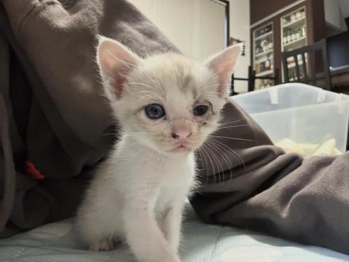 小さな子猫