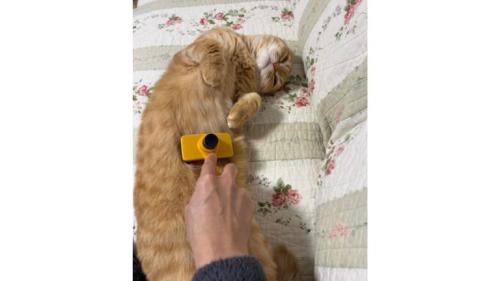 寝ている猫
