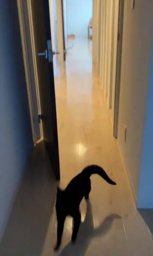 興奮する猫