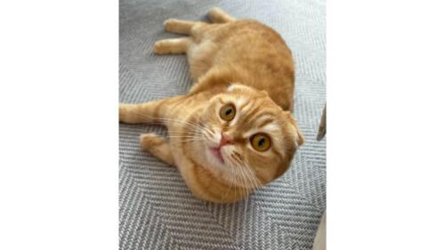 室内にいる猫