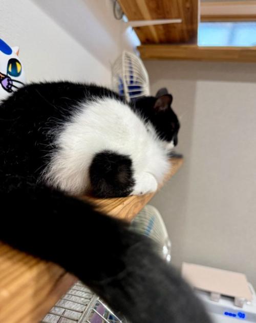 後ろから見た猫