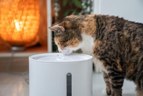 水を飲む猫