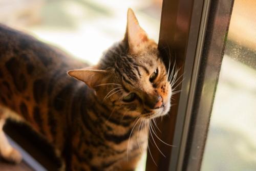 窓枠に体をこすりつける猫