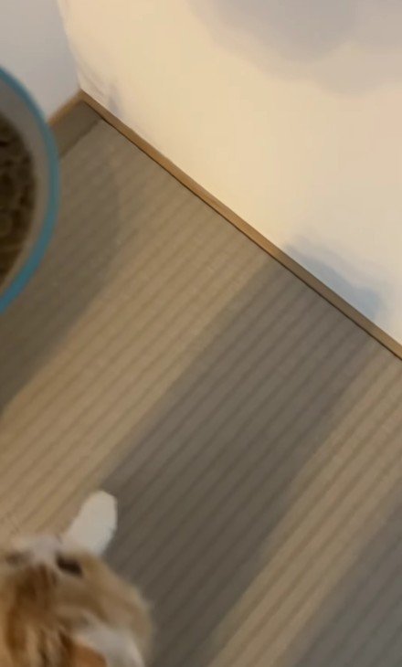 ごはんと子猫