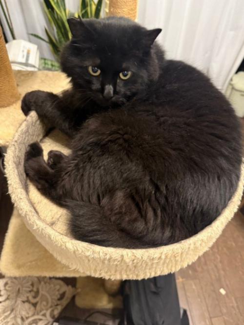 ベッドで寝ている猫
