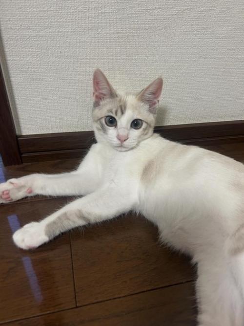寝そべる猫