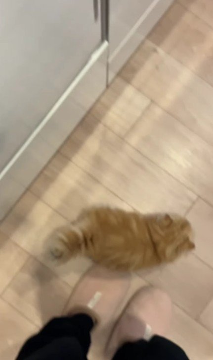 回る子猫