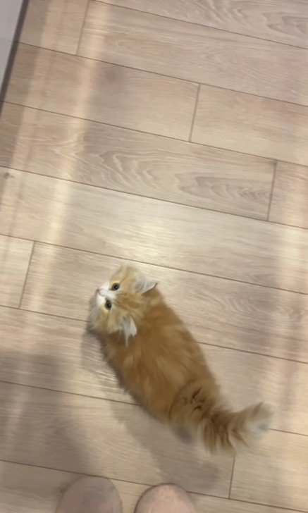 上を向く子猫