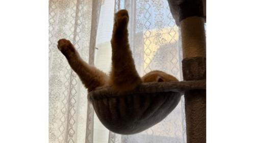 寝ている猫