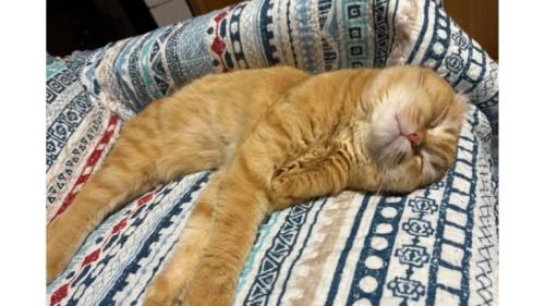 寝ている猫