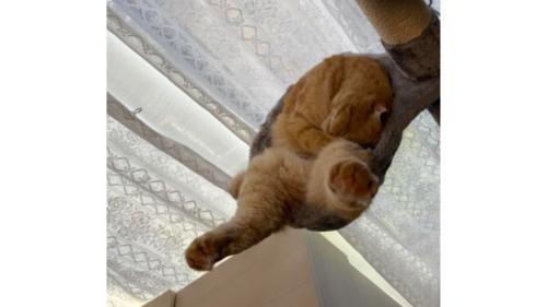 寝ている猫