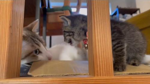 成猫に向かって鳴く子猫