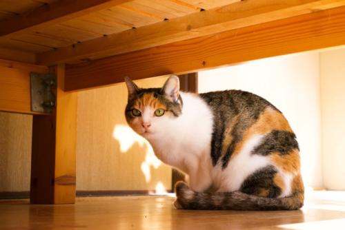 三毛猫